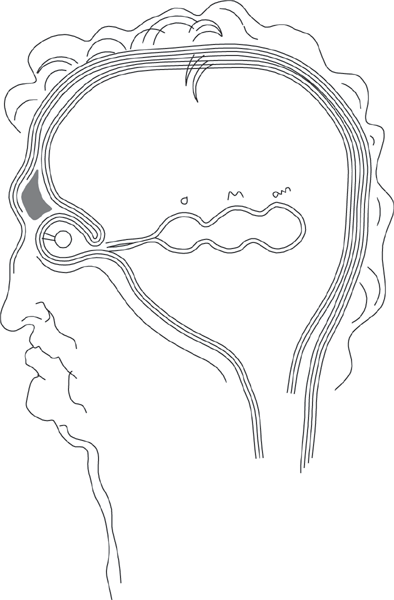 Section of human head drawn by Amelia Amelia after Leonardo.