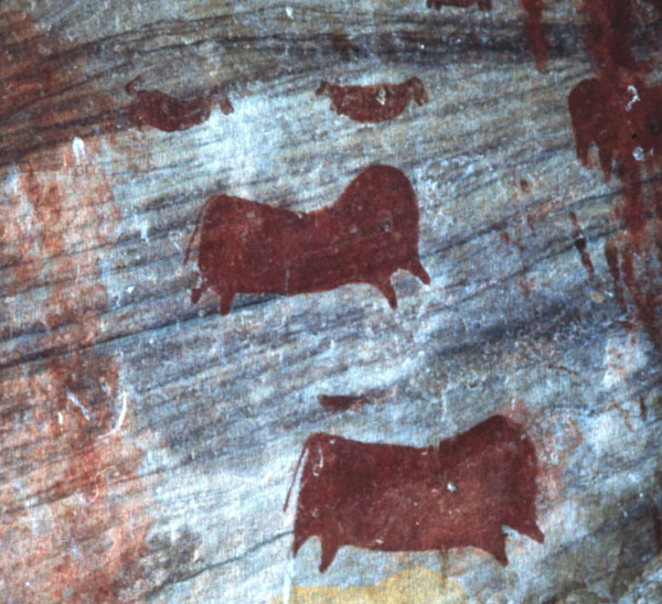Large game animals such as eland are no longer wild in the Cedarberg, but their presence in rock art suggests they once grazed in the region.